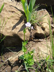 Nemesia denticulata