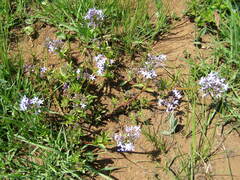 Pentanisia prunelloides