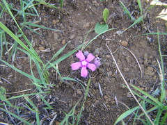 Raphionacme hirsuta