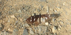 Hypolimnas anthedon wahlbergi