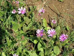 Senecio macrocephalus