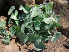 Senecio oxyriifolius