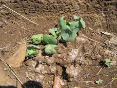Senecio oxyriifolius