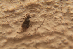 Aufeius impressicollis