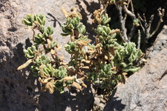 Senecio adenophyllus