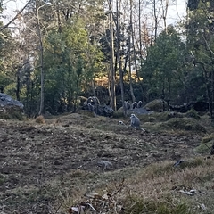 Semnopithecus schistaceus