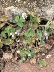 Potentilla micrantha