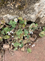 Potentilla micrantha
