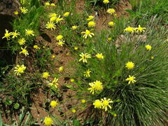 Ursinia tenuifolia