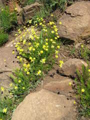 Ursinia tenuifolia