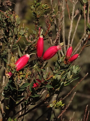 Bejaria resinosa