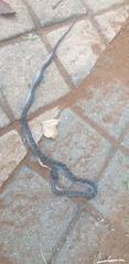 Crotaphopeltis hotamboeia