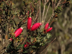 Bejaria resinosa
