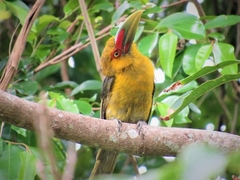 Pteroglossus bailloni