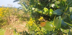 Metisella metis paris