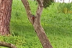 Phoenicurus ochruros