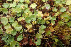 Hydrocotyle hirta