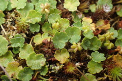 Hydrocotyle hirta