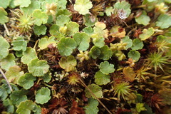 Hydrocotyle hirta