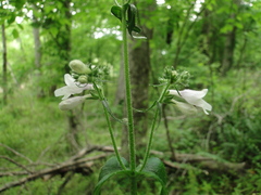 Penstemon laevigatus