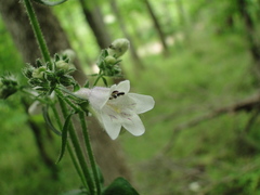 Penstemon laevigatus