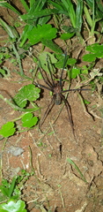 Phyxelididae