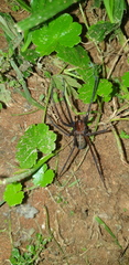 Phyxelididae