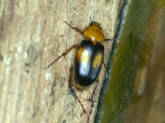 Phyllotocus bimaculatus