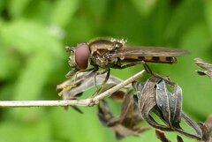 Platycheirus peltatus