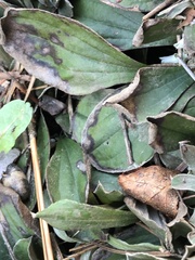 Antennaria plantaginifolia