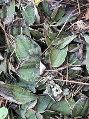 Antennaria plantaginifolia