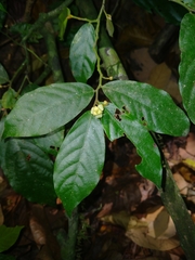 Orophea erythrocarpa