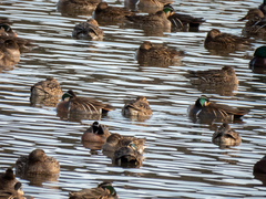 Sibirionetta formosa