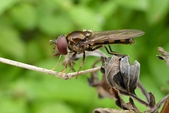 Platycheirus peltatus