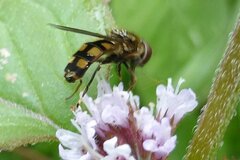 Platycheirus peltatus