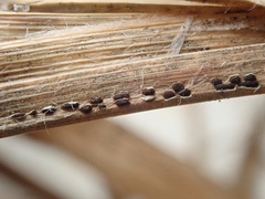Puccinia graminis