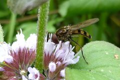 Platycheirus peltatus
