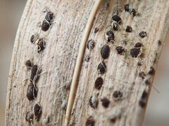 Puccinia graminis