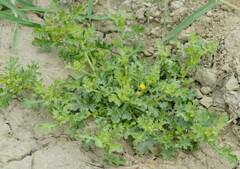 Grangea maderaspatana