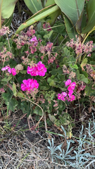 Pelargonium