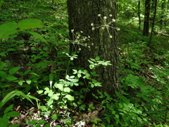 Taenidia integerrima