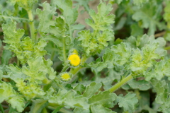 Grangea maderaspatana