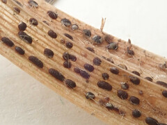 Puccinia graminis