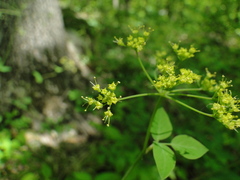 Taenidia integerrima