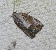 Etanna breviuscula