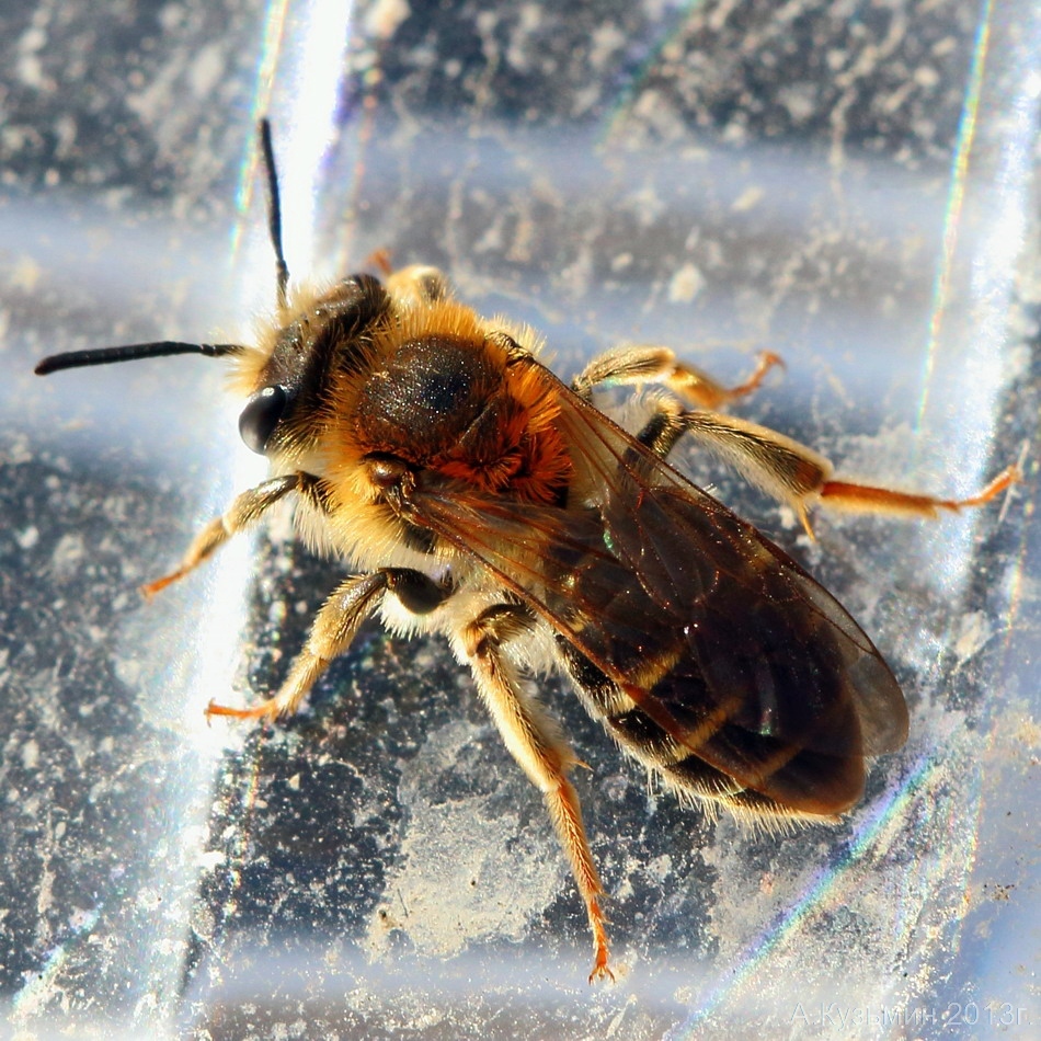 Андрена Ранняя (Andrena haemorrhoa)