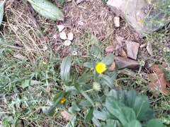 Calendula arvensis
