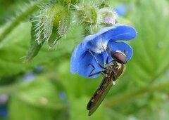 Platycheirus albimanus