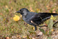 Corvus monedula