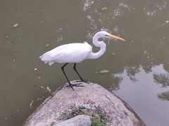 Ardea alba